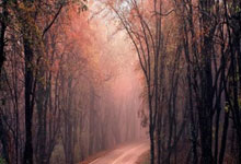 亚博体育官网：后防没人了，记者：德甲规则不允许拜仁现阶段签自由球员应急.